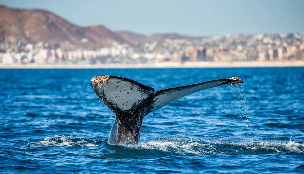 突背クジラの尾 — ストック写真