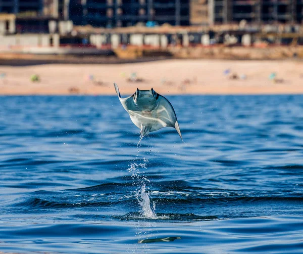 Mobula ray saltando del agua — Foto de Stock