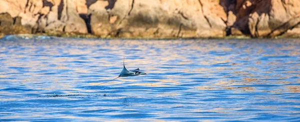 Луч Мобулы выпрыгивает из воды — стоковое фото