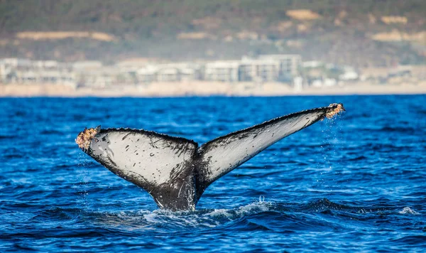kambur balina kuyruğu