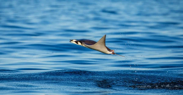 Mobula ray vyskočil z vody — Stock fotografie