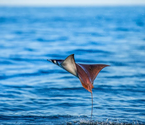 Mobula ray vyskočil z vody — Stock fotografie