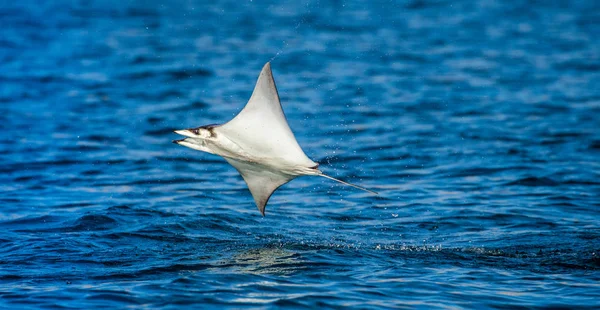 Mobula ray sudan atlama