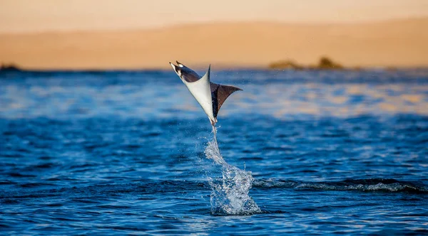 Mobula ray kiugrott a víz — Stock Fotó