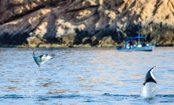Sudan atlama Mobula ışınları
