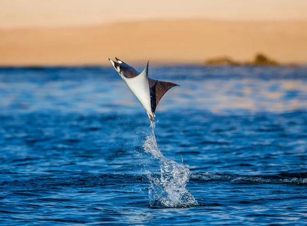 Mobula ray vyskočil z vody — Stock fotografie