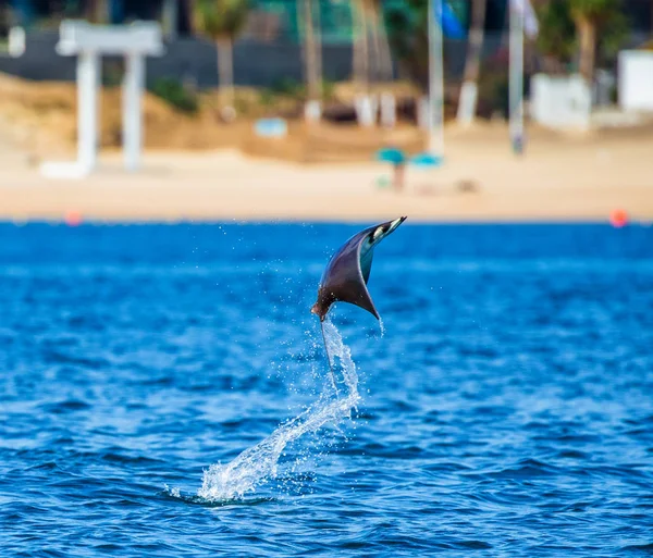 Mobula ray sudan atlama