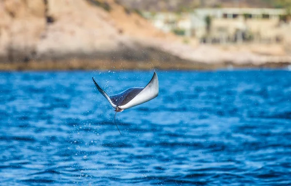 Mobula ray saltando del agua — Foto de Stock