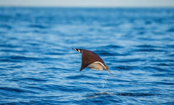 Mobula ray kiugrott a víz — Stock Fotó