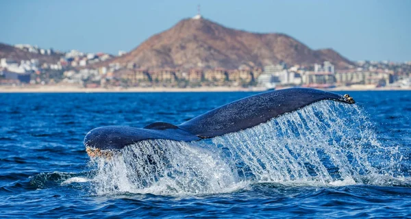kambur balina kuyruğu