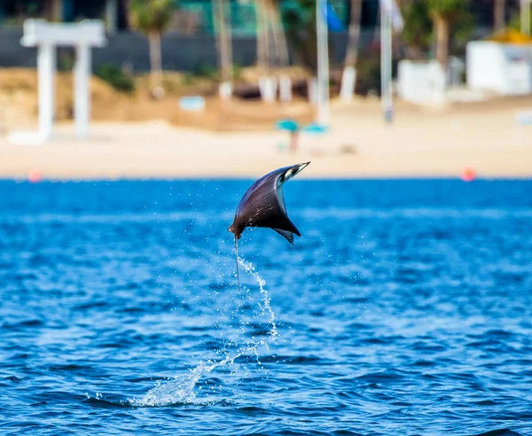 Mobula ray che salta fuori dall'acqua — Foto Stock