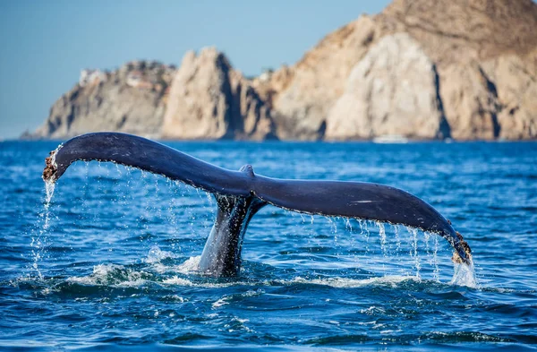 Хвост горбатого кита Лицензионные Стоковые Изображения