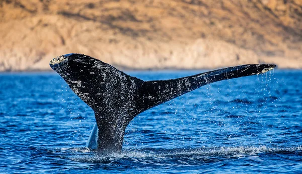 突背クジラの尾 ストックフォト