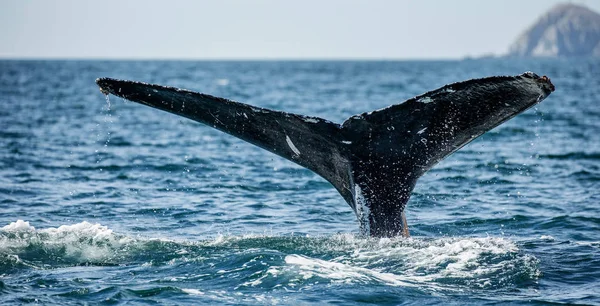 突背クジラの尾 ストック写真