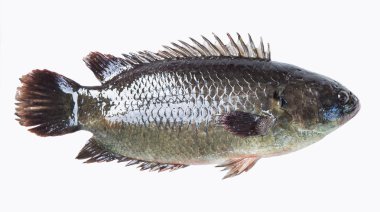 tırmanma levrek balığı