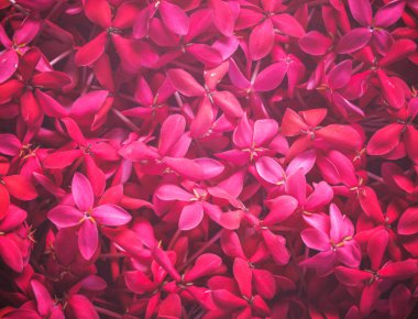 arka plan bir çiçek