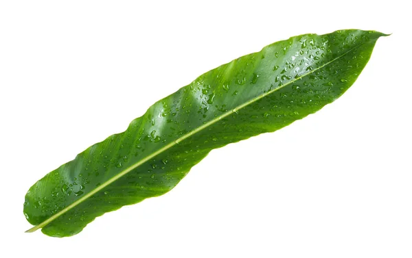 Verse groene blad met druppel water op witte achtergrond. — Stockfoto