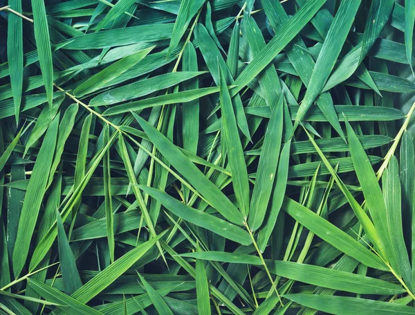 Bambu lämnar bakgrund — Stockfoto