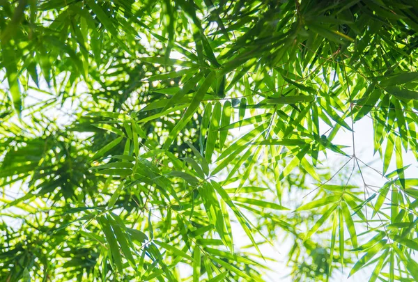 竹の葉の背景 — ストック写真
