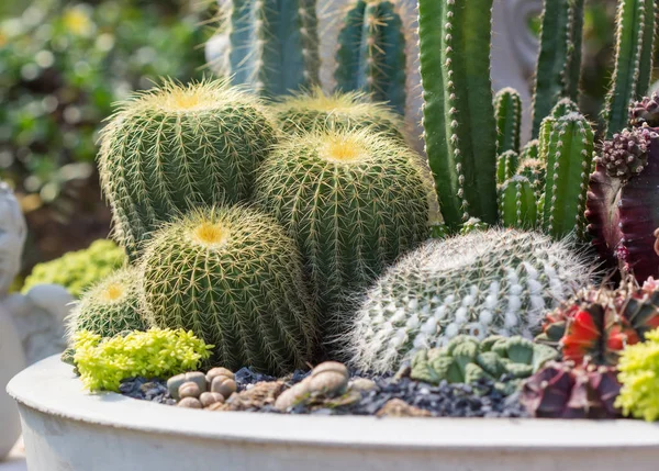 Kaktusz, sivatagi növény. — Stock Fotó