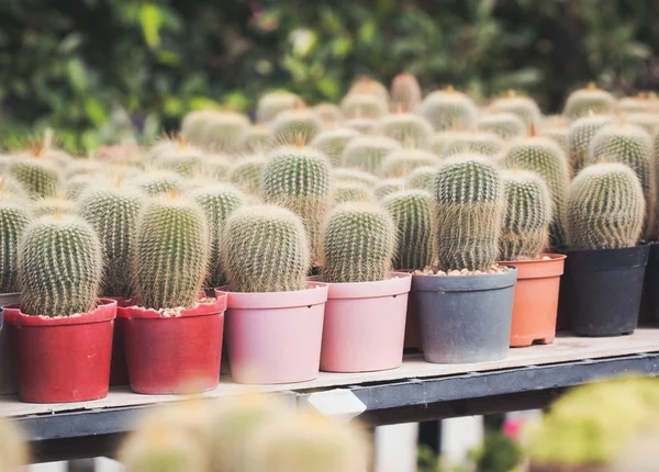 Kaktusz, sivatagi növény. — Stock Fotó
