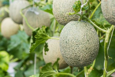 Grupta büyüyen kavun.