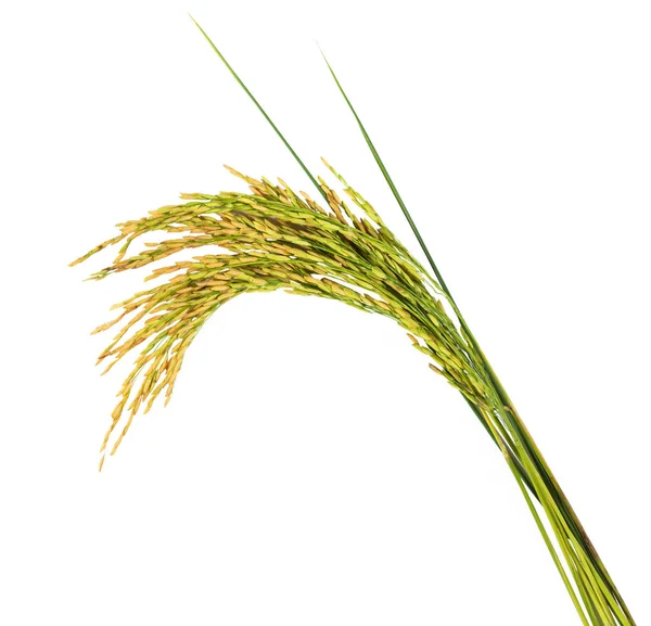 orejas de arrozkulakları pirinç.