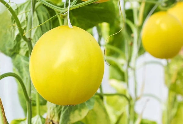 Melon jaune poussant dans une serre — Photo