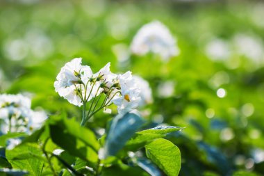 Çiçekli patates çalısı ve çiftlikte yeşil.