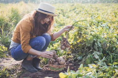 Hasır sepette taze patates hasat eden çiftçi..