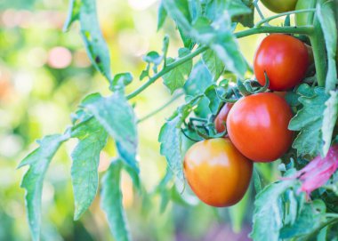 Çiftlikteki bir dalda yetişen olgun domatesler..