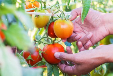 çiftçiler el ile taze hasat domates.