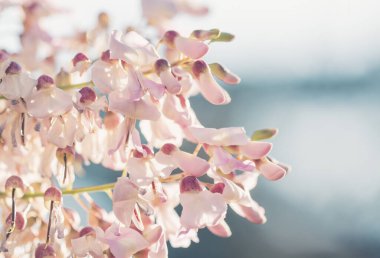 Küçük pembe çiçek ve kopyalama alanı.