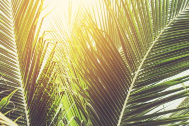 Palmiye ağacı mavi gökyüzü ile retro ve vintage sesi.