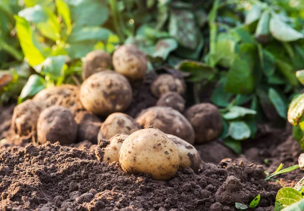 Pommes Terre Biologiques Fraîches Sur Terrain — Photo