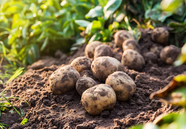 Verse Biologische Aardappelen Het Veld — Stockfoto