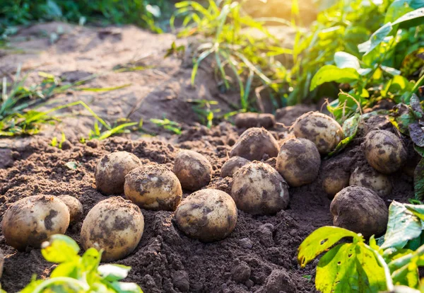 Verse Biologische Aardappelen Het Veld — Stockfoto