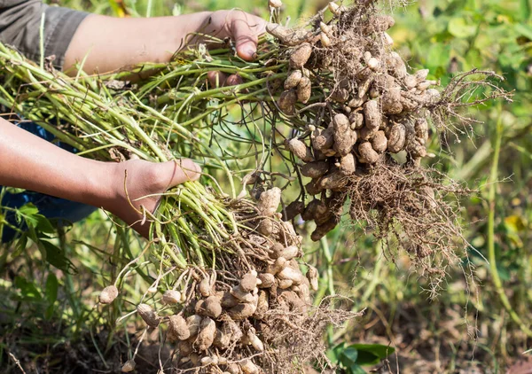 Agriculteur Récolte Des Arachides Sur Plantation Agricole — Photo