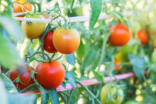 Tomates Naturelles Mûres Poussant Sur Une Branche Ferme — Photo
