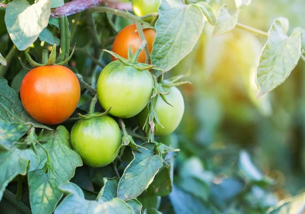 Tomates Naturelles Mûres Poussant Sur Une Branche Ferme — Photo