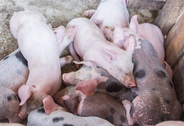 Group of piglet sleeping in pig farming.