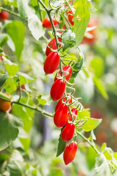 Tomates Naturelles Mûres Poussant Sur Une Branche Ferme — Photo