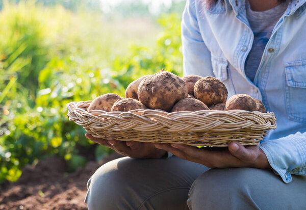 Farmer harvesting fresh potatoes f in a wicker basket.