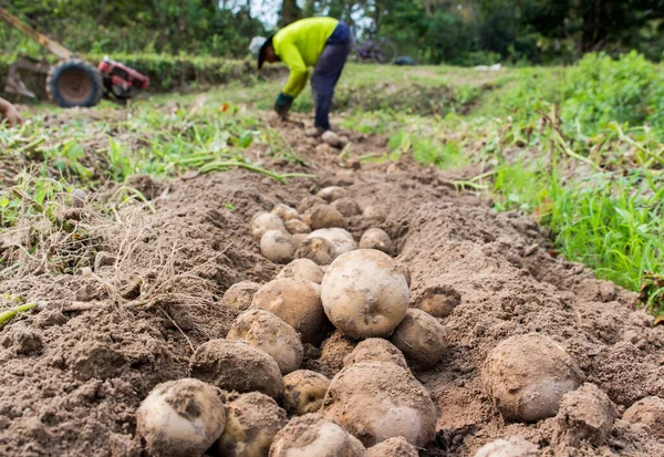 Farmer harvesting fresh organic potatoes from soil.