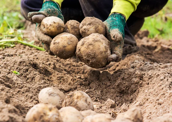 Landbouwers Die Verse Biologische Aardappelen Uit Bodem Oogsten — Stockfoto