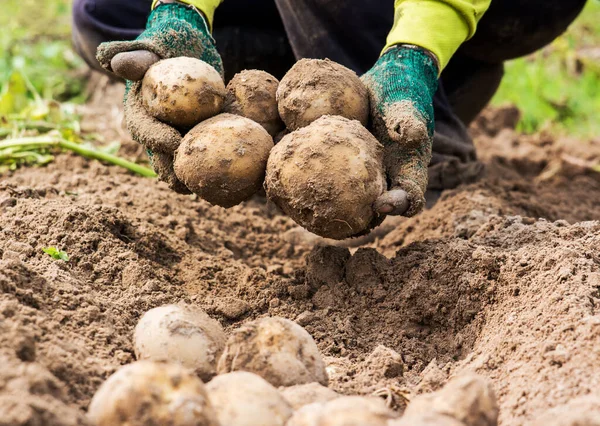 Exploitant Agricole Récoltant Des Pommes Terre Biologiques Fraîches Dans Sol — Photo