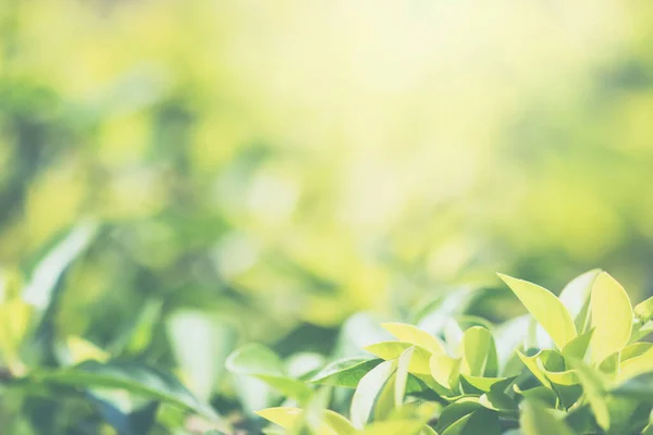 Frische Und Grüne Blätter Hintergrund — Stockfoto