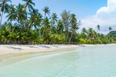 Palmiye ağacı ve tropik plaj, tatil ve tatil konsepti.
