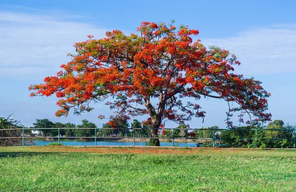 Red flowers tree,The Flame Tree, Royal Poinciana tree.