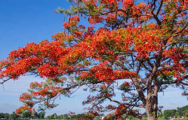 Red flowers tree,The Flame Tree, Royal Poinciana tree.